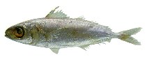 Image of Ariomma melana (Brown driftfish)