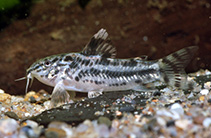 Image of Aspidoras poecilus (Point catfish)