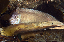 Image of Blennophis anguillaris (Snaky klipfish)