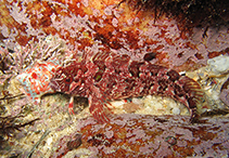Image of Blennioclinus brachycephalus (Lace klipfish)