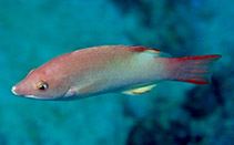 Image of Bodianus neilli (Bay of Bengal hogfish)