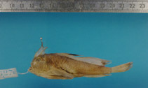 Image of Brachionichthys hirsutus (Spotted Handfish)