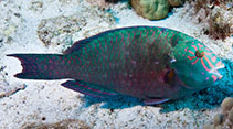 Image of Calotomus carolinus (Carolines parrotfish)