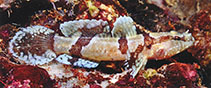 Image of Callogobius clitellus (Saddled goby)