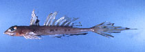 Image of Callionymus moretonensis (Queensland stinkfish)