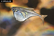 Image of Carnegiella schereri (Dwarf hatchetfish)