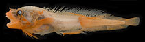 Image of Careproctus surugaensis (Suruga snailfsh)