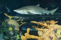 Image of Carcharias taurus (Sand tiger shark)