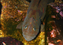 Image of Cebidichthys violaceus (Monkeyface prickleback)