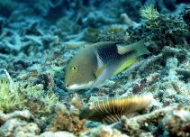 Image of Choerodon anchorago (Orange-dotted tuskfish)
