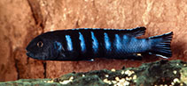 Image of Chindongo bellicosus 