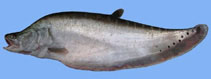 Image of Chitala chitala (Clown knifefish)
