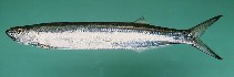 Image of Chirocentrus dorab (Dorab wolf-herring)