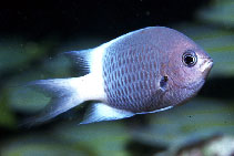 Image of Pycnochromis fatuhivae 