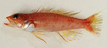 Image of Chelidoperca flavimacula (Yellow-spotted perchlet)