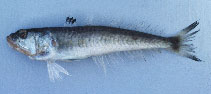 Image of Champsodon longipinnis 