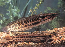 Image of Channa maculata (Blotched snakehead)