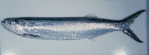 Image of Chirocentrus nudus (Whitefin wolf-herring)