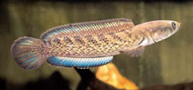 Image of Channa stewartii (Assamese snakehead)