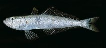 Image of Champsodon sechellensis 