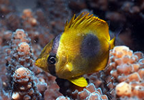 Image of Chaetodon speculum (Mirror butterflyfish)