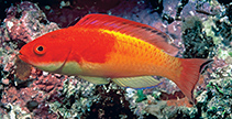 Image of Cirrhilabrus efatensis (Hooded fairy wrasse)