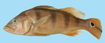 Image of Cichla pleiozona 