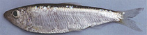 Image of Clupeonella tscharchalensis (Freshwater tyulka)