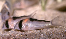 Image of Corydoras adolfoi (Adolf\