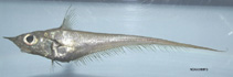 Image of Coelorinchus caribbaeus (Blackfin grenadier)