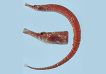Image of Cosmocampus maxweberi (Maxweber\
