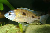 Image of Copadichromis mbenjii (Haplochromis quads)