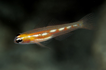 Image of Coryphopterus personatus (Masked goby)