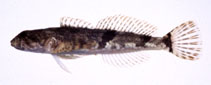 Image of Cottus pollux (Japanese fluvial sculpin)