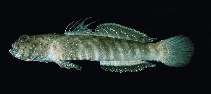 Image of Cryptocentroides insignis (Insignia prawn-goby)