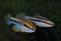 Image of Cubanichthys pengelleyi (Jamaican killifish)