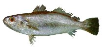 Image of Cynoscion jamaicensis (Jamaica weakfish)