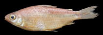 Image of Cyphocharax naegelii 