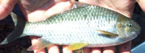 Image of Cyprinion semiplotum (Assamese kingfish)