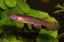 Image of Cynodonichthys siegfriedi 