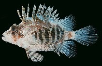 Image of Dendrochirus hemprichi (Red Sea dwarf lionfish)