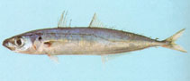 Image of Decapterus macrosoma (Shortfin scad)