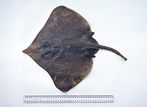 Image of Dipturus canutus (Grey skate)