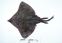 Image of Dipturus grahamorum (Graham’s skate)