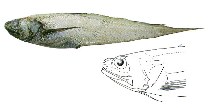 Image of Dicrolene introniger (Digitate cusk eel)