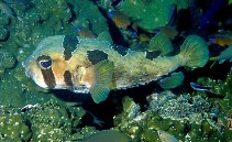 Image of Diodon liturosus (Black-blotched porcupinefish)