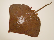 Image of Dipturus olseni (Spreadfin skate)