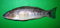 Image of Diplectrum radiale (Pond perch)