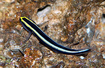 Image of Elacatinus evelynae (Sharknose goby)