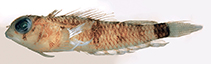 Image of Enneanectes quadra (Squaretail triplefin)